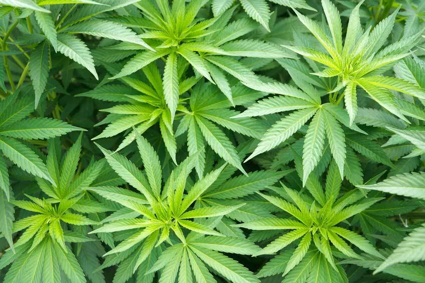 Вызывает ли зависимость конопля схема листьев марихуаны