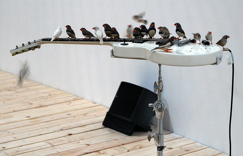 70 птиц играют на гитарах в Музее современного искусства в Монреале