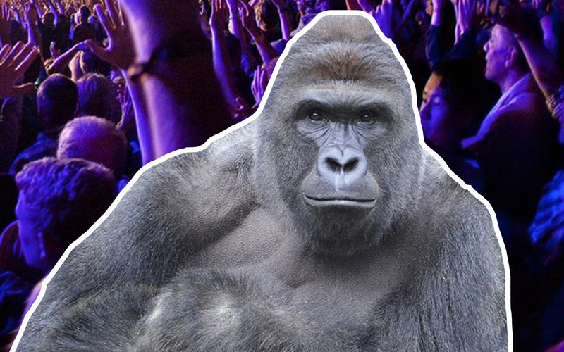 На фестивале Day for Night выступят Aphex Twin и голограмма гориллы Харамбе