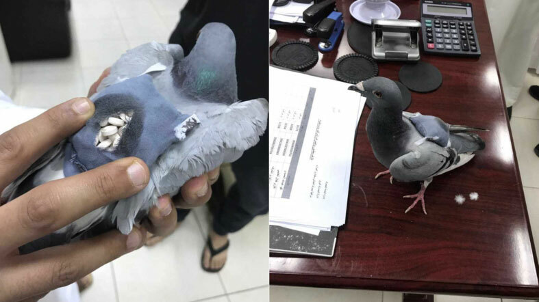 Полиция Кувейта поймала почтового голубя с 200 таблетками экстези