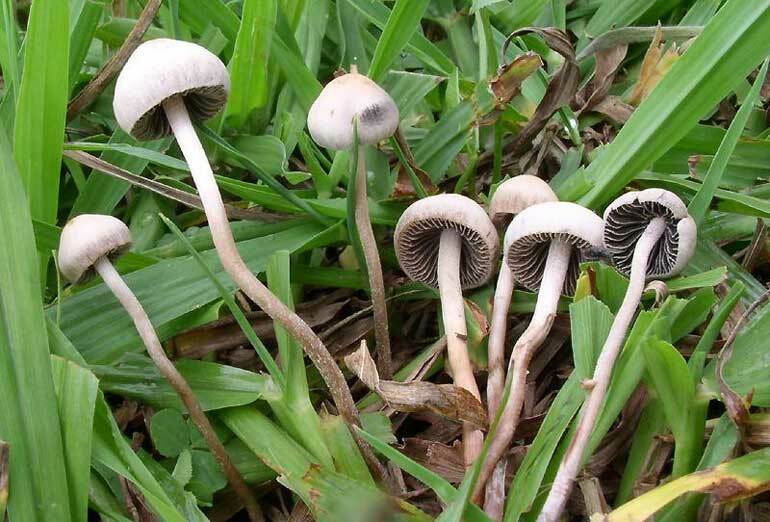 В Калифорнии могут легализовать галлюциногенные грибы
