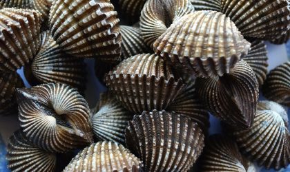 Гребешковое диско: ученые применили «диско-свет» для ловли моллюсков